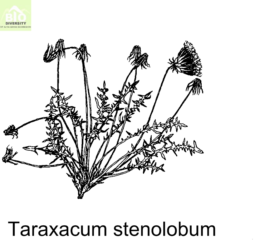 http://www.bioaltai-sayan.ru/regnum/pict-p/iso/Taraxacum_stenolobum_pict.jpg